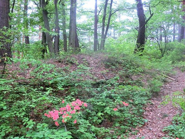 　　野に咲く花よ_e0234924_05453937.jpg