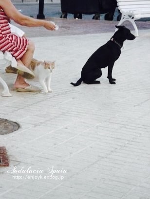 フライパンでパエリア*スペインの思い出_d0269832_09313468.jpeg
