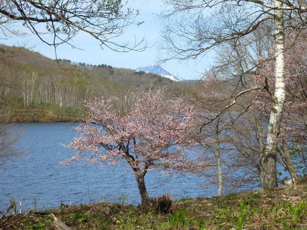 本州一厳寒の地にも桜が咲きました。_b0206037_08354108.jpg