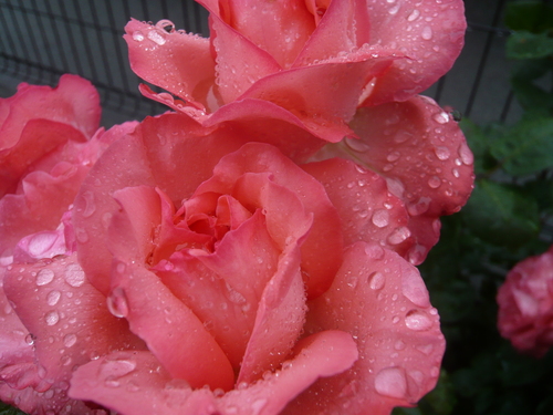 晴れの日と雨の日 薔薇 ピンクパンサー満開 専業主婦の愚痴話 晴れの日と雨の日 薔薇 ピンクパンサー満開 専業主婦の愚痴話