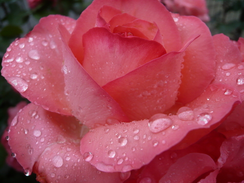 晴れの日と雨の日 薔薇 ピンクパンサー満開 専業主婦の愚痴話 晴れの日と雨の日 薔薇 ピンクパンサー満開 専業主婦の愚痴話