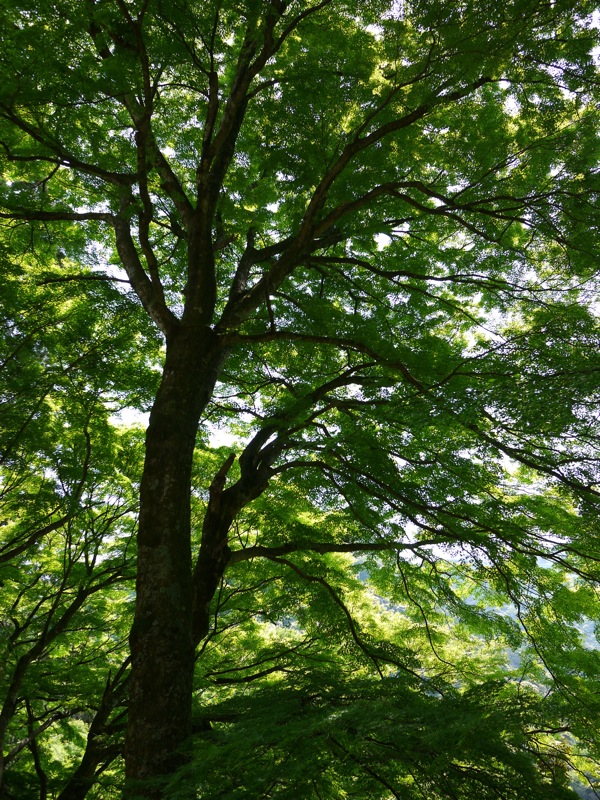 f0169147_18314771.jpg