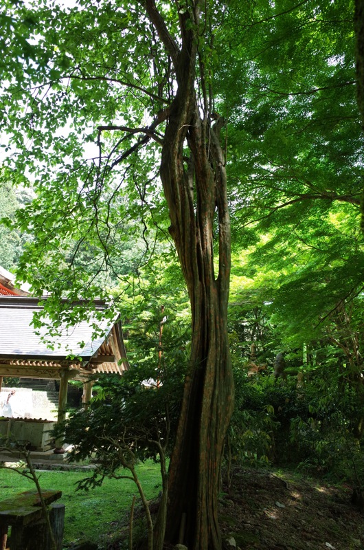 鰐淵寺と浮浪の滝_f0169147_18321018.jpg