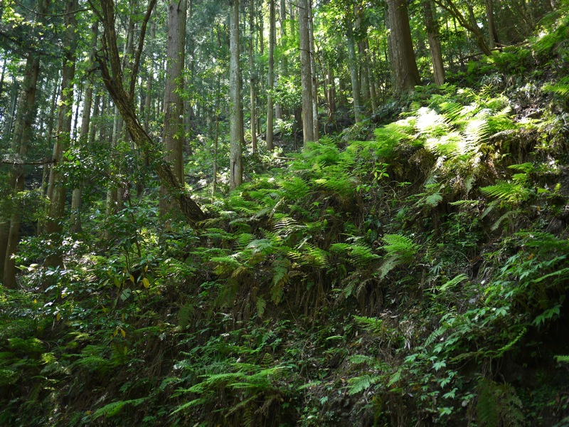 鰐淵寺と浮浪の滝_f0169147_1844810.jpg