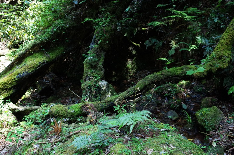 f0169147_2025299.jpg