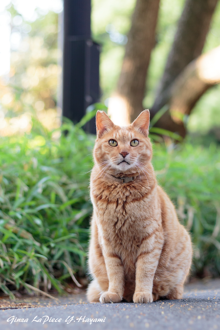 猫のいる風景　チャッピーの視線_b0133053_055321.jpg