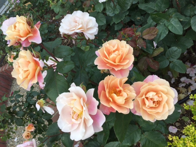 Rose Garden Oppen 2016_a0135856_19021577.jpg