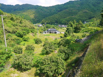 種なしかぼす 元気な花が咲き誇っていました!今年も無農薬・無化学肥料で育てます‼_a0254656_1729217.jpg