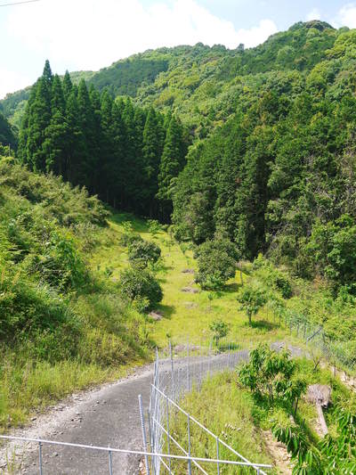 種なしかぼす 元気な花が咲き誇っていました!今年も無農薬・無化学肥料で育てます‼_a0254656_17421957.jpg