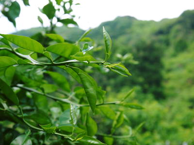 種なしかぼす 元気な花が咲き誇っていました!今年も無農薬・無化学肥料で育てます‼_a0254656_174532100.jpg