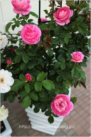 フラゴナール が開花 La Rose 薔薇の庭