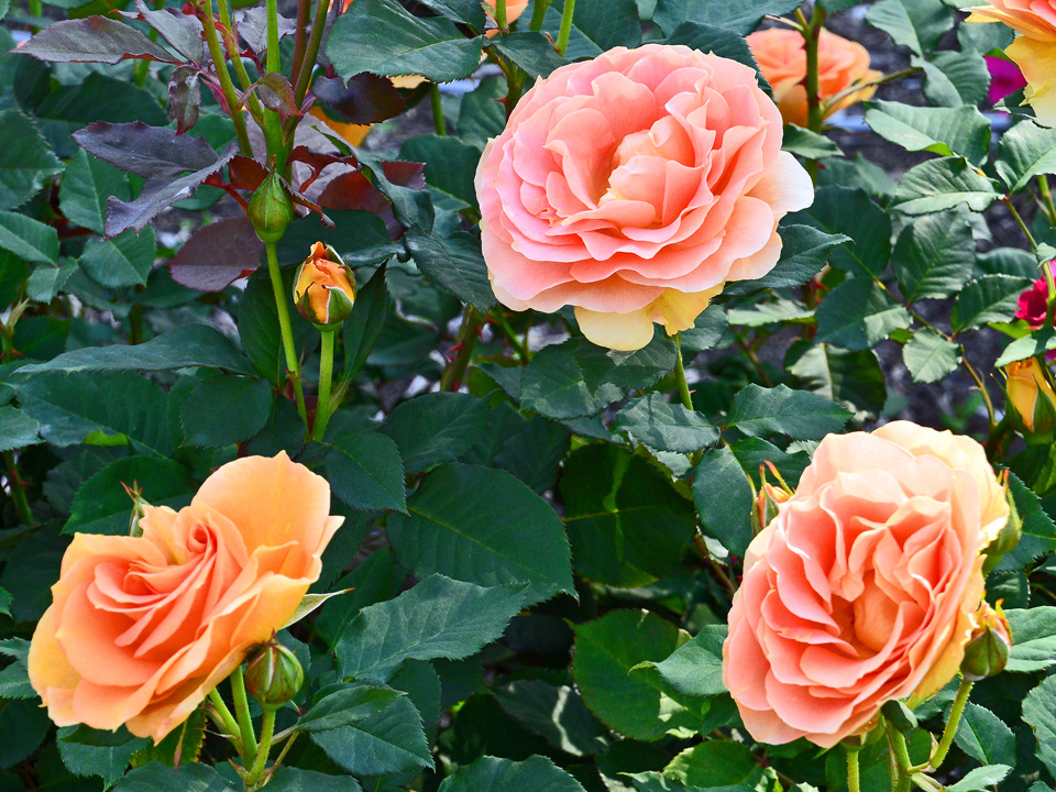 a0261857_13132770.jpg