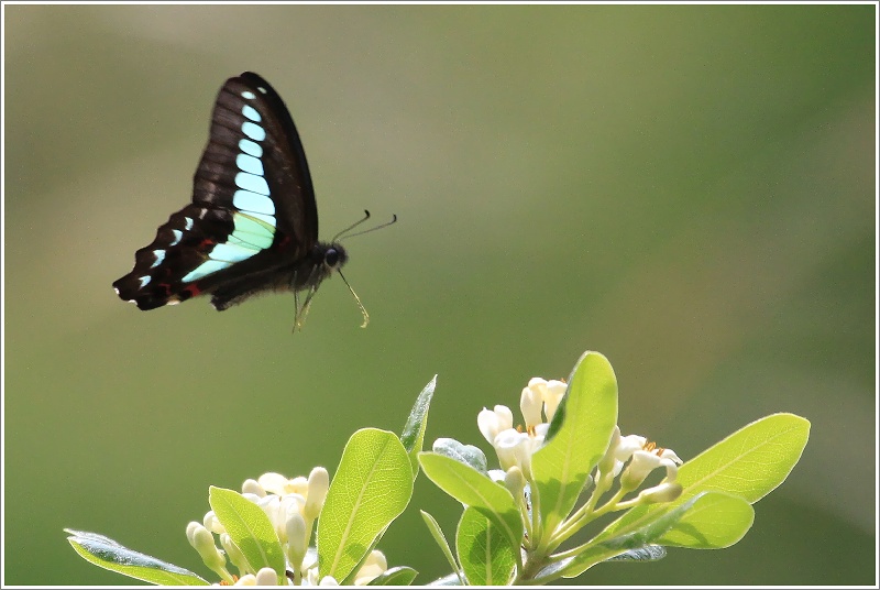 アオスジアゲハとカラスアゲハ Happy Cafe Vol 2