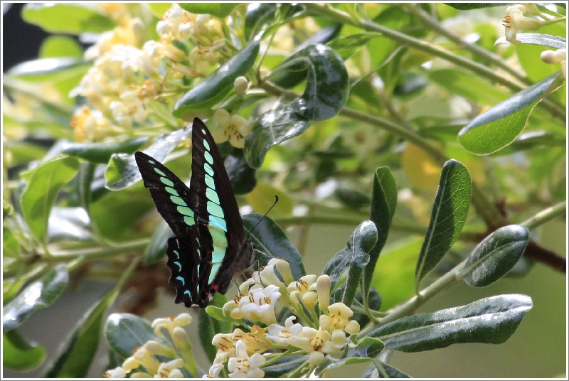 アオスジアゲハとカラスアゲハ Happy Cafe Vol 2