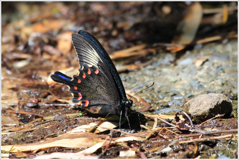 アオスジアゲハとカラスアゲハ Happy Cafe Vol 2