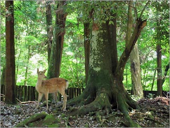 春日大社と萬葉植物園へ_e0091161_2274336.jpg