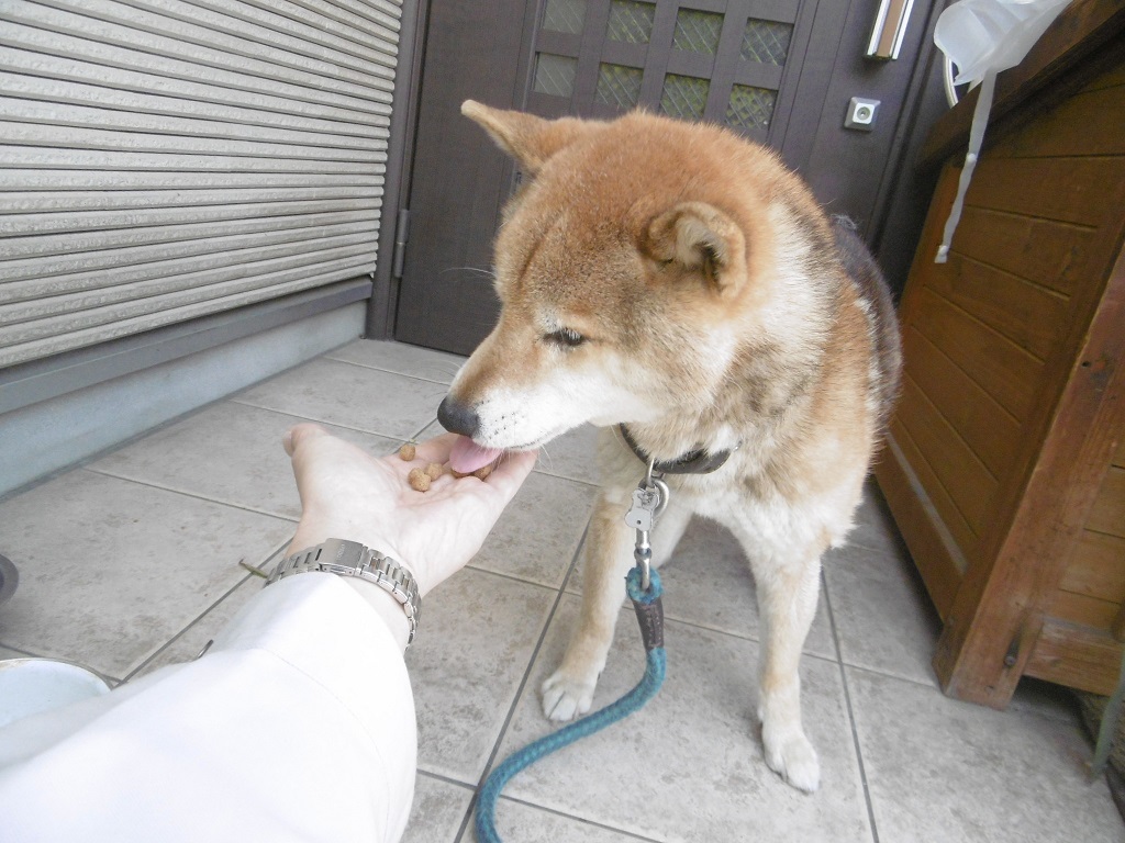 今日のポポンタ_f0205367_18514764.jpg