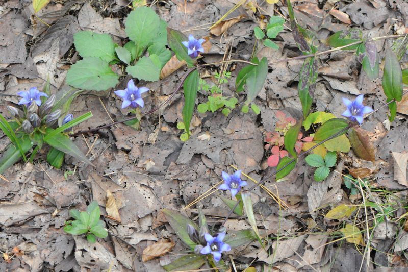 リンドウの挿し芽をする 時鳥庵晴耕雨読 リンドウの挿し芽をする 時鳥庵晴耕雨読