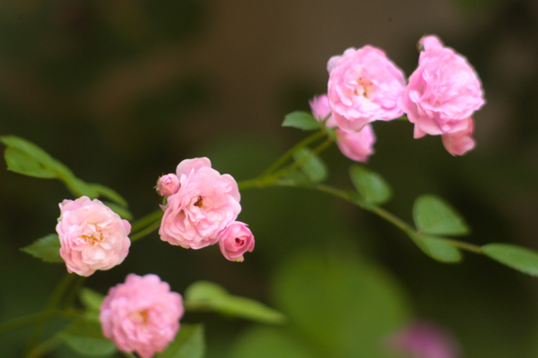 今朝の薔薇_f0052869_22335139.jpg