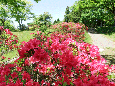 2016県民の森サツキの開花状況・その1_f0140773_17103847.gif