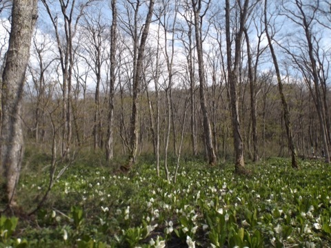 d0115985_16112475.jpeg