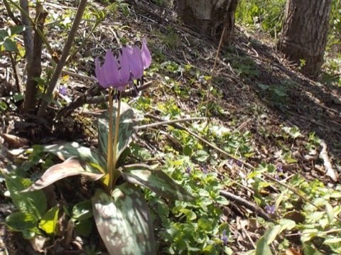 d0115985_16164214.jpeg