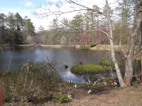 d0115985_16165350.jpeg