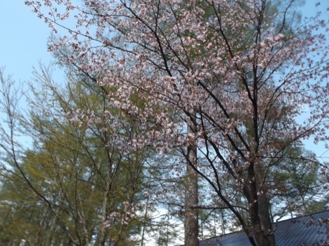d0115985_16171945.jpeg