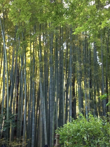 春の大型連休満喫！？　その１０　報国寺　その８_e0021092_11012854.jpg