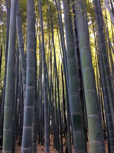 春の大型連休満喫！？　その１０　報国寺　その８_e0021092_11023744.jpg