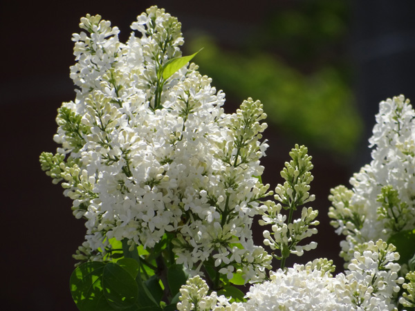 庭の花木。白いライラックや、咲き始めたタカネバラなど_a0136293_19262291.jpg