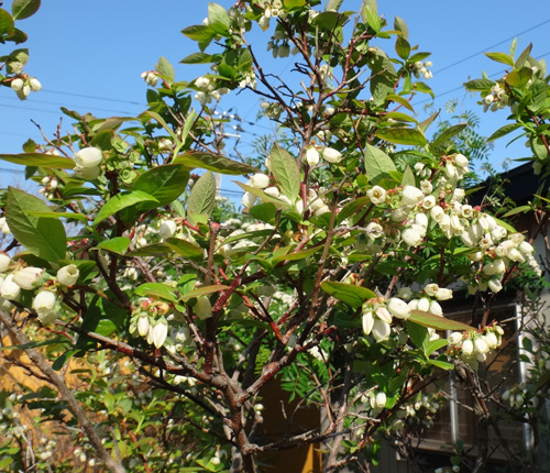 庭の花木。白いライラックや、咲き始めたタカネバラなど_a0136293_1928196.jpg