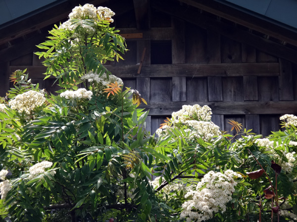 庭の花木。白いライラックや、咲き始めたタカネバラなど_a0136293_19381468.jpg
