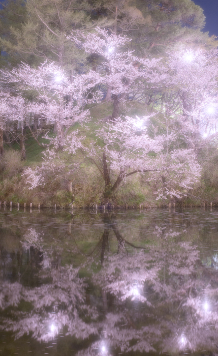 今年も、高田公園のサクラ。_d0161597_23195224.jpg