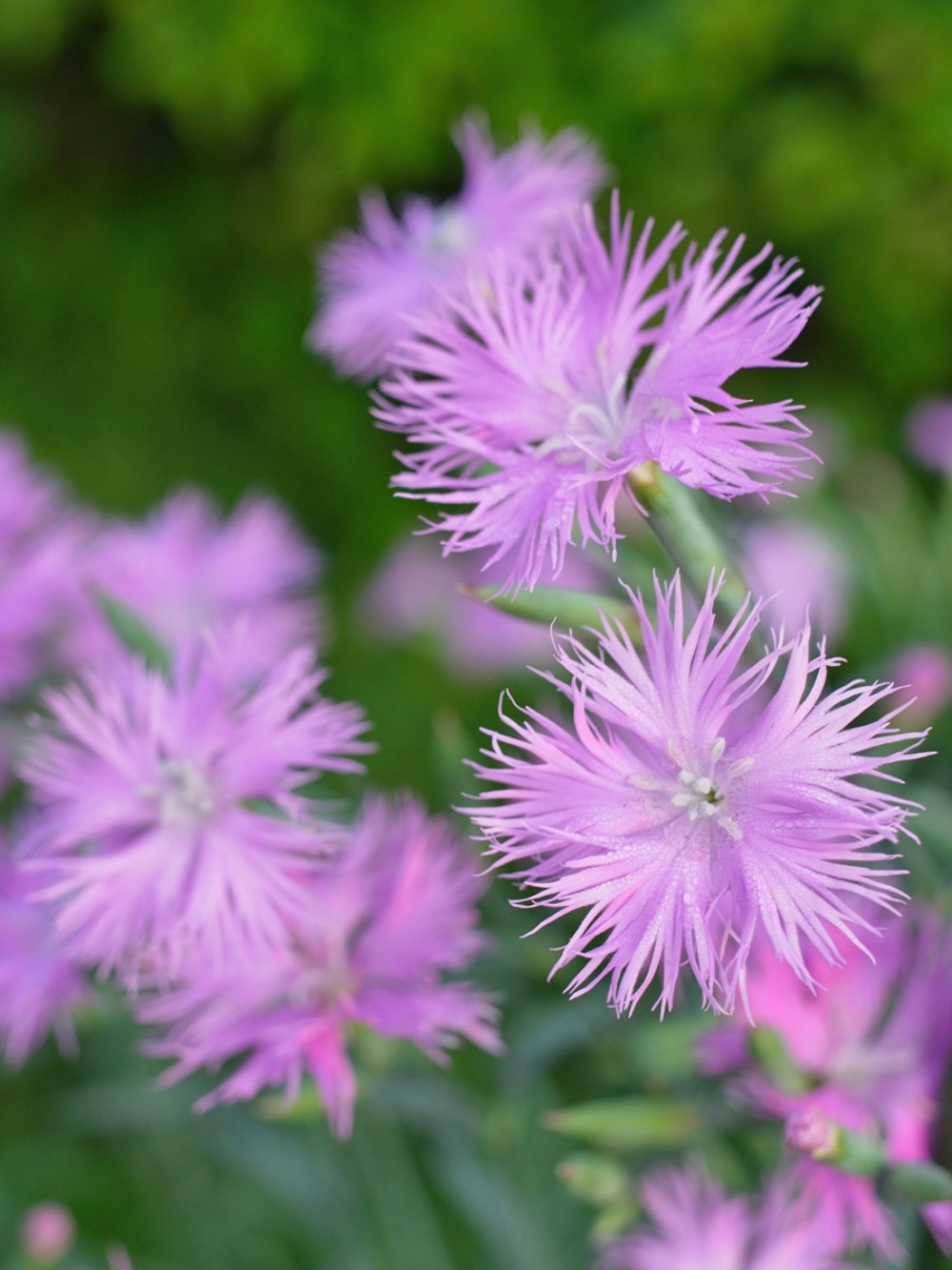 花々の季節 (^o^)_c0049299_22384652.jpg