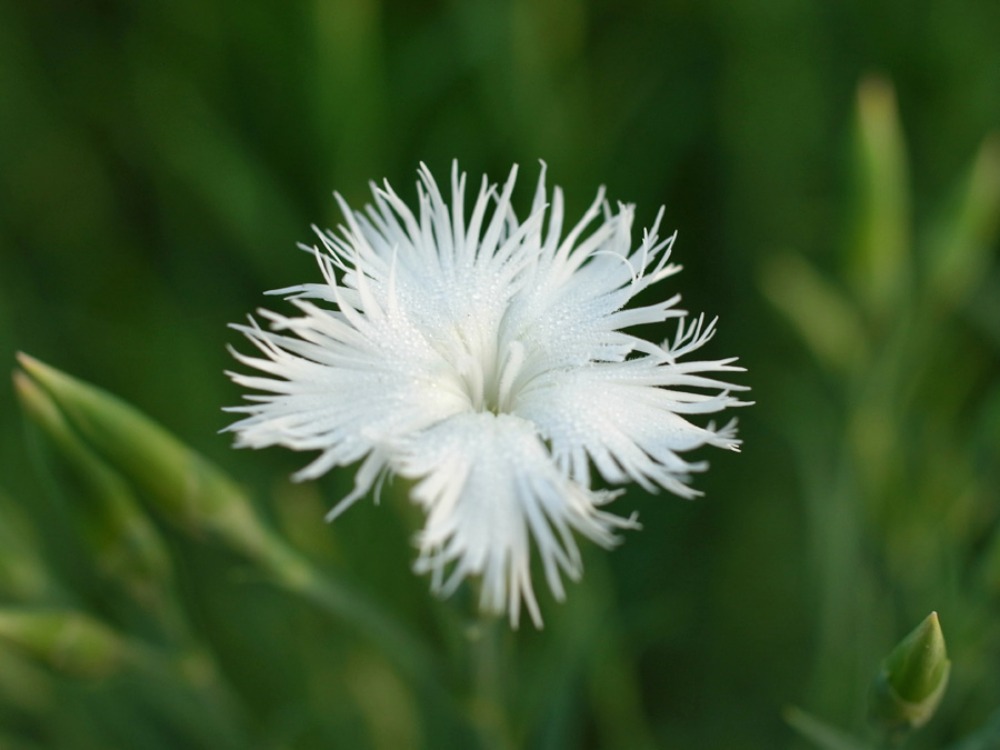 花々の季節 (^o^)_c0049299_22392893.jpg