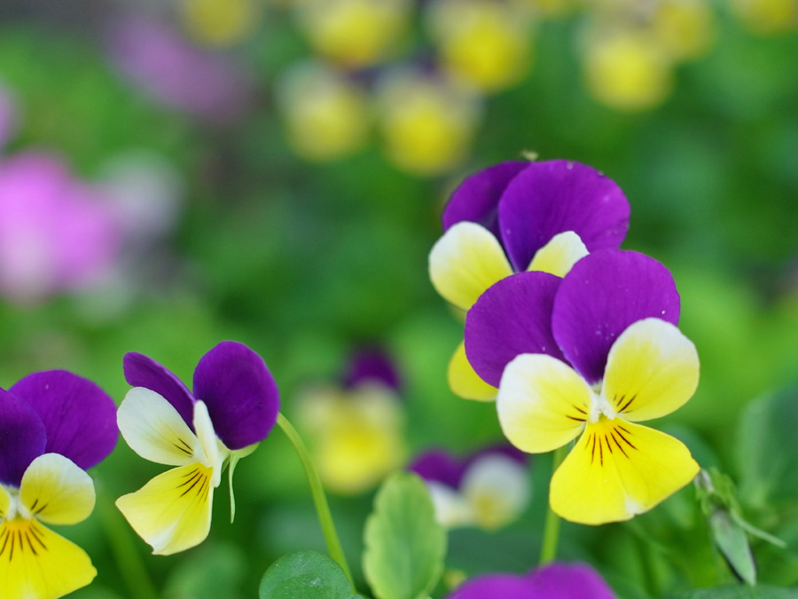 花々の季節 (^o^)_c0049299_2251950.jpg