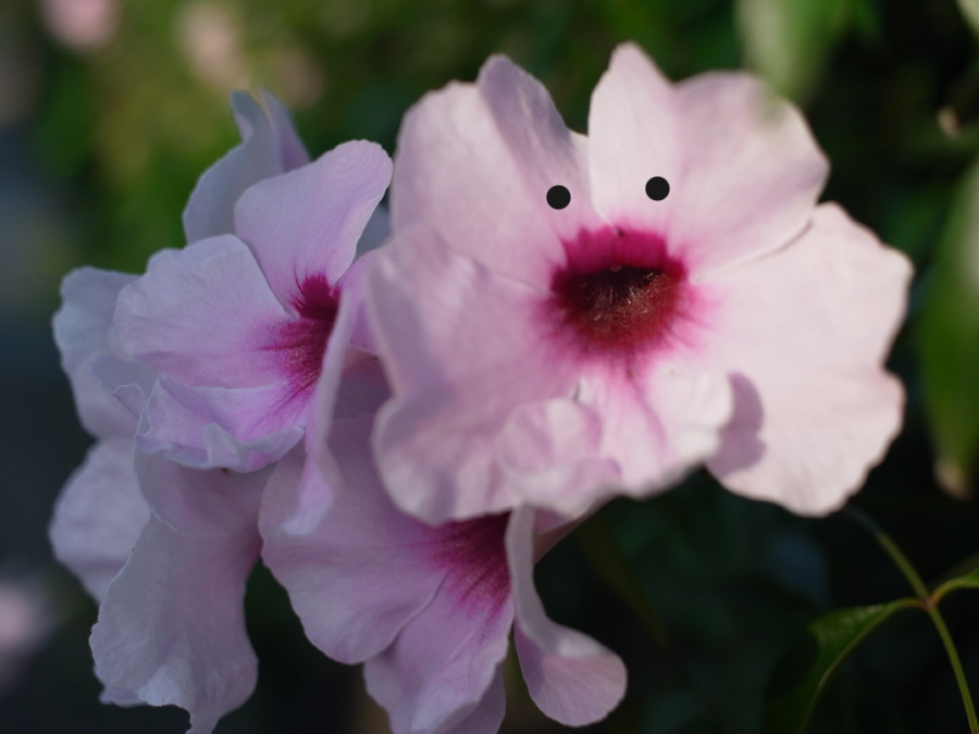 花々の季節 (^o^)_c0049299_22525672.jpg