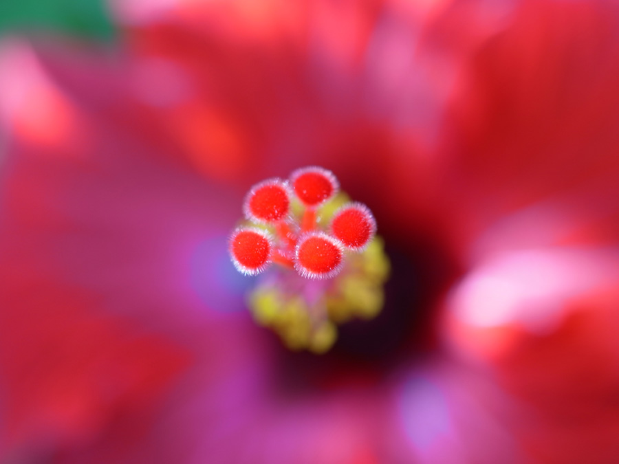 花々の季節 (^o^)_c0049299_22544373.jpg