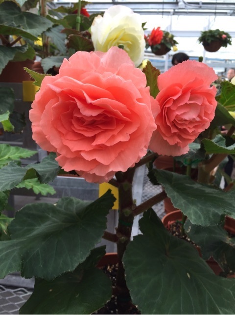 自分らしく咲く、私は、ジャングルに咲く品種の花だった。_d0339703_14500386.jpg
