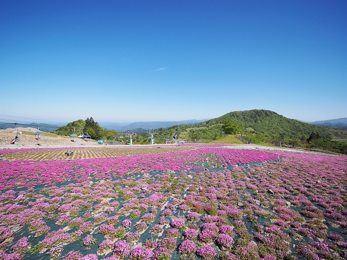 茶臼山高原の芝桜　2016　その1_e0075403_1824268.jpg