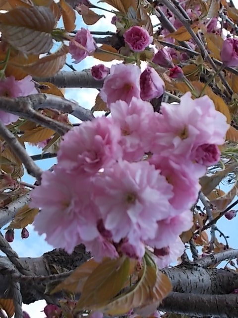 八重桜が咲いて、桜もラストです_f0316507_13191684.jpg