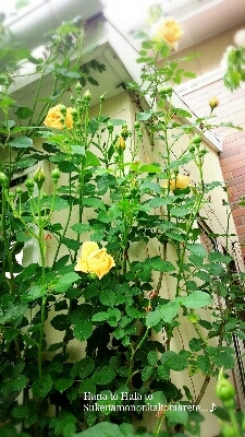 b0345108_08295318.jpg