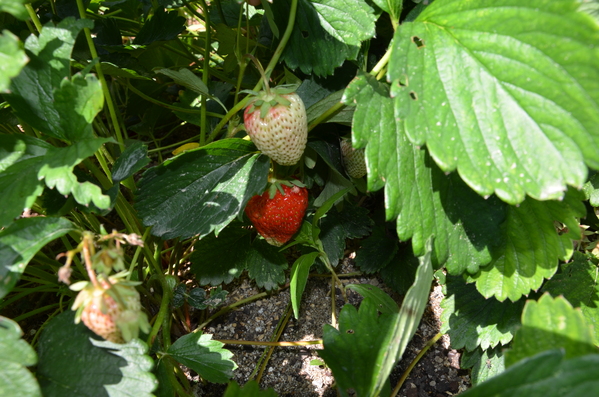 植物と子育てとの共通点_b0139809_5521060.jpg