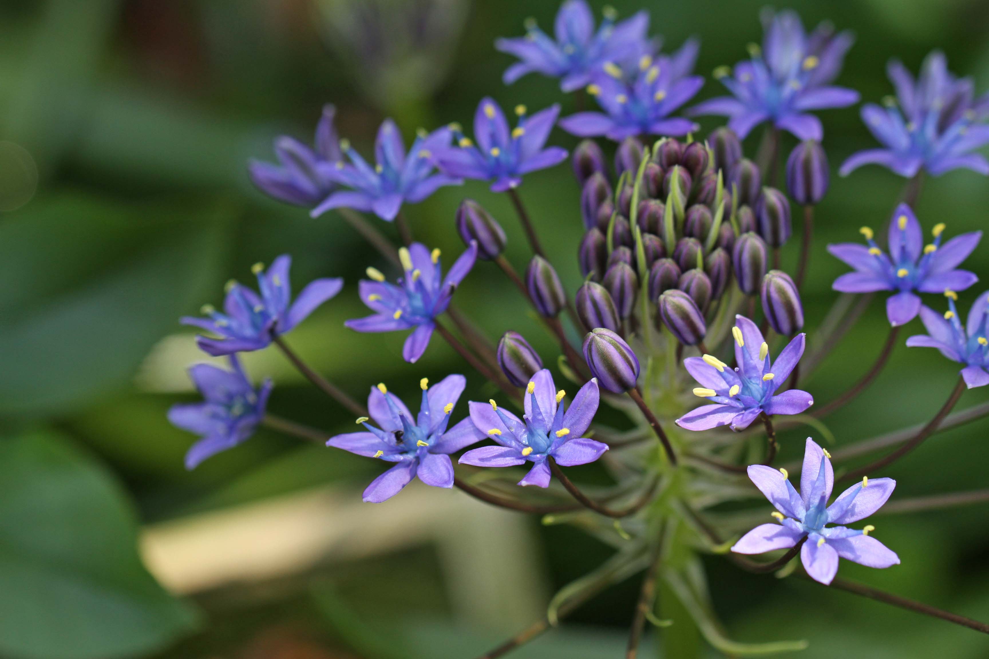 紫の小花 悠悠緩緩187 紫の小花 悠悠緩緩187
