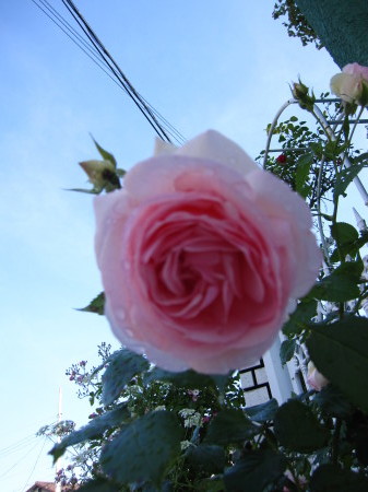 薔薇日和_a0174419_12110577.jpg