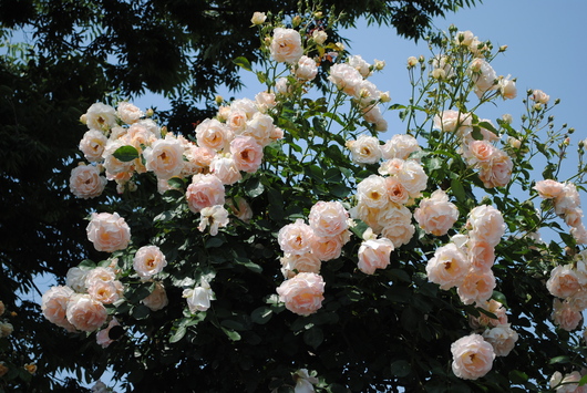 ばらの花☆福山市緑町公園_b0209919_2235332.jpg