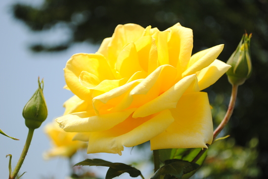 ばらの花☆福山市緑町公園_b0209919_22364739.jpg