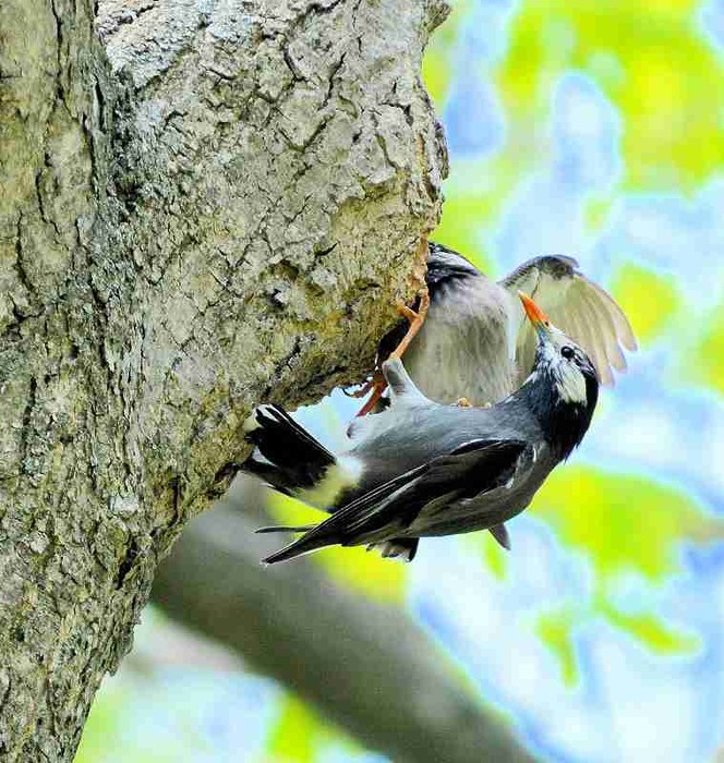 北の森からエゾリスと野鳥便り _d0098721_20293764.jpg