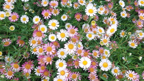 e0131324_76210.jpg